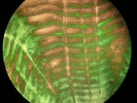 Microscopic Pattern of Concentric Circuli and Growth Rings on Teleost Fish 스톡 사진