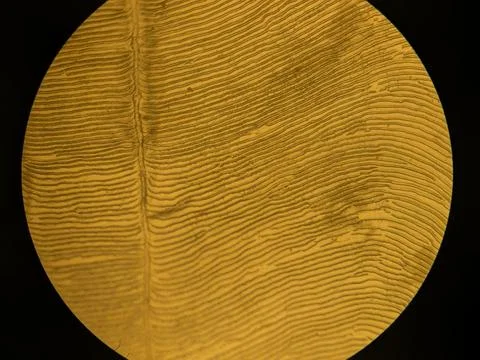 Microscopic Pattern of Concentric Circuli and Growth Rings on Teleost Fish 库存照片