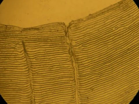Microscopic Pattern of Concentric Circuli and Growth Rings on Teleost Fish 库存照片