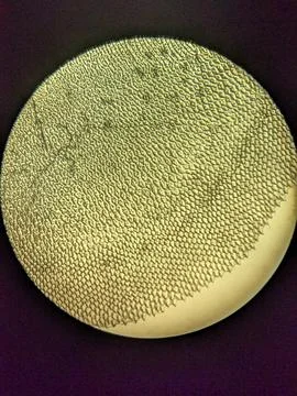 Microscopic Pattern of Fish Scale Growth Rings and Radial Gro Stock Photos