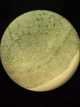 Microscopic Pattern of Fish Scale Growth Rings and Radial Gro Stock Photos