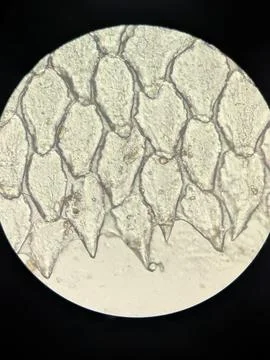 Microscopic Pattern of Fish Scale Growth Rings and Radial Gro Stock Photos
