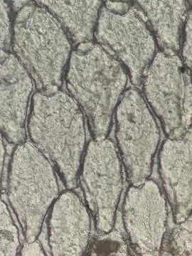 Microscopic Pattern of Fish Scale Growth Rings and Radial Gro Foto stock