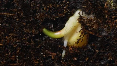 Microscopic perspective displaying corn root curling and nutrient absorption in Foto stock