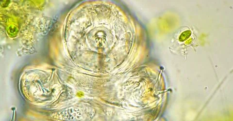Microscopic photo of microscopic microcrystals in the light light Stock Photos