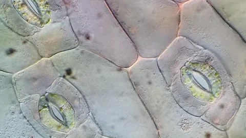 Microscopic Plant Cell Structure of Tradescantia discolor, microscope 400x 動画素材 320375373