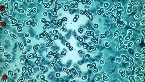 Microscopic plate of bacteria multiplying themselves 3d rendering Stock Footage 86136891