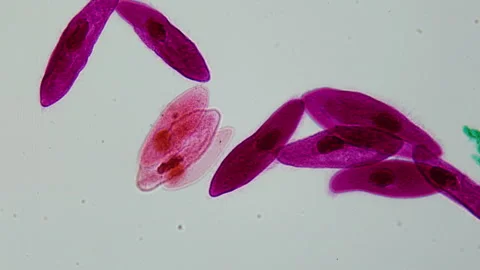 Microscopic predator (Paramecium) under microscope. 400x times magnification Stock-Footage 268487199
