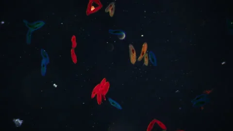Microscopic predator (Paramecium) under microscope. 100x times magnification Stock Footage 268487424