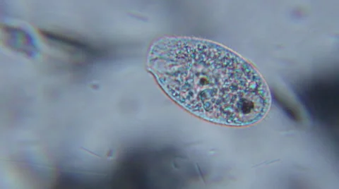Microscopic protozoa spinning with cilia. Stock Footage