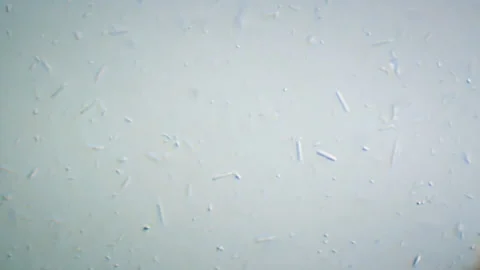 Microscopic Puddle Bacteria 02 Stock Footage 153451363