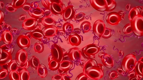 Microscopic Red Blood Cells and Spiral Bacteria Drifting in Bloodstream Stock Footage 342100049