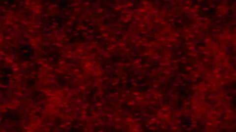 Microscopic Red Blood Cells Flow Animation Background Video stock 302941243