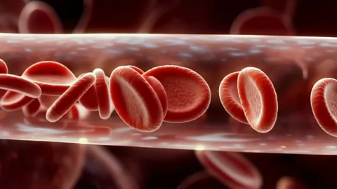Microscopic Red Blood Cells Flowing in Capillary Stock Footage 331862950