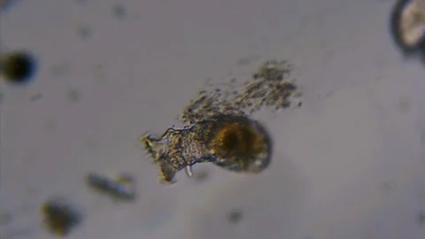 Microscopic Rotifer Animal Vídeos de archivo 106355830