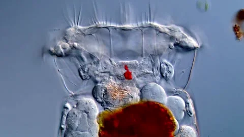 Microscopic Rotifer Feeding in High Resolution 스톡 동영상 317005825