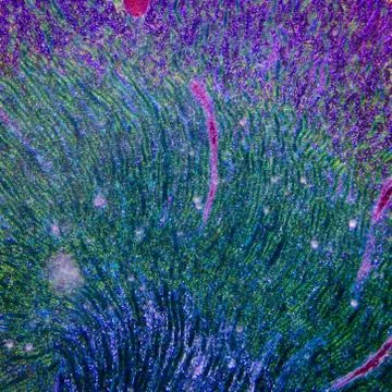 Microscopic section of human kidney tissue Stock Photos