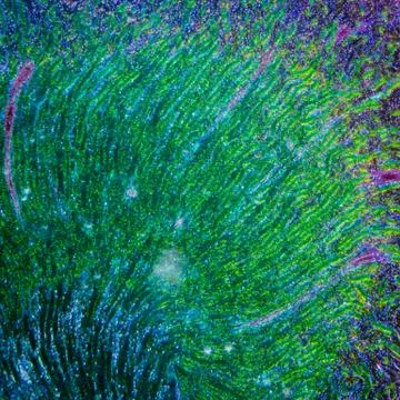 Microscopic section of human kidney tissue Stock Photos