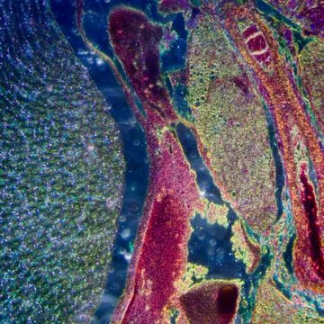 Microscopic section of human kidney tissue Stock Photos