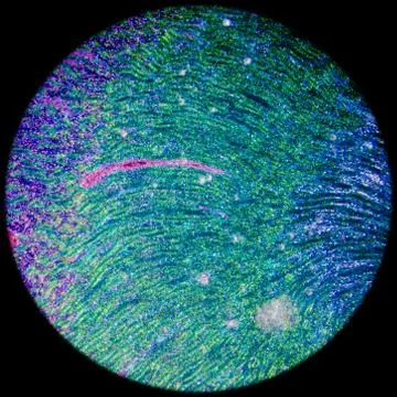 Microscopic section of human kidney tissue Stock Photos