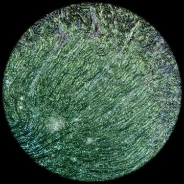 Microscopic section of human kidney tissue Stock Photos