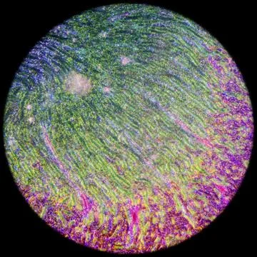 Microscopic section of human kidney tissue Stock Photos