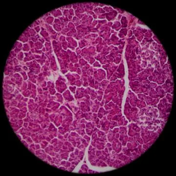 Microscopic section of liver tissue Stock Photos