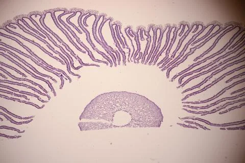 Microscopic section of purple-stained tissue with. Stockfoto's