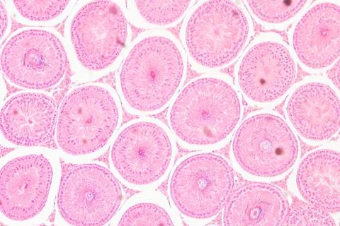 Microscopic section of testis t.s tissue Foto stock