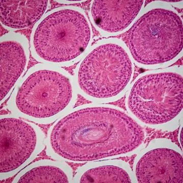 Microscopic section of testis t.s tissue Foto stock
