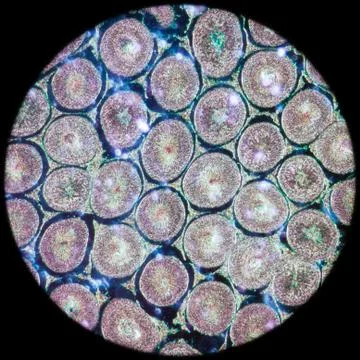 Microscopic section of testis t.s tissue Foto stock
