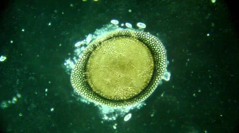 Microscopic Seed Stock Footage 56305827