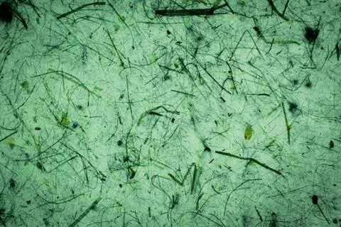 Microscopic shot of small patterns on a green surface 库存照片