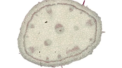 Microscopic Cells Biology Stock Video Footage | Royalty Free ...