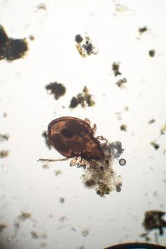 Microscopic soil mite creature under observation Stock Photos