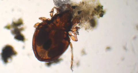Microscopic soil mite eating organic matter Stock Footage 334950046
