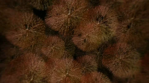 Microscopic space 1 Stock Footage 12573524