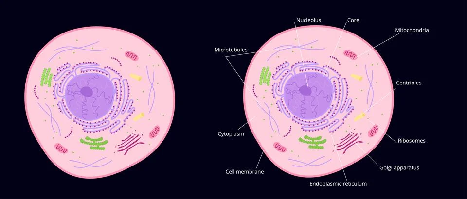 Microscopic structure of cell. Cytoplasm with elements of golgi apparatus and Stock Illustration