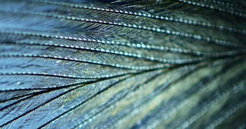 Microscopic Structure of Down Feathers with Smooth Focus for Textile Engineering 库存影片 330955413
