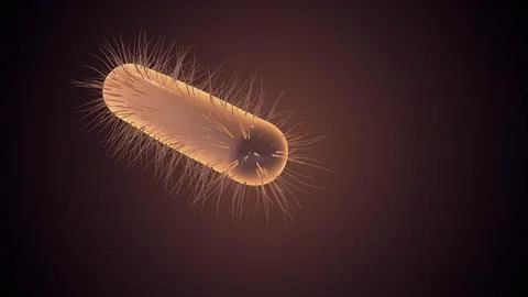 Microscopic Structure of a Single Bacterial Cell Stock Illustration