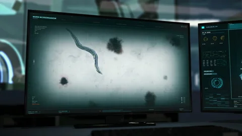 Microscopic study of the worm parasite cell movement for scientific research Stock Footage 162822681