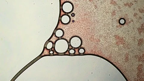 Microscopic Time Lapse - Abstract Flowing Blood Cells 스톡 동영상 71176346
