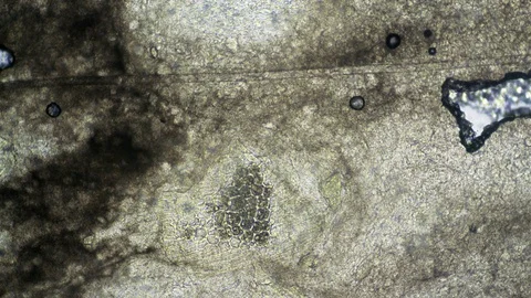 Microscopic Time Lapse - Abstract Grunge Pattern of Drying Dough 스톡 동영상 71175211