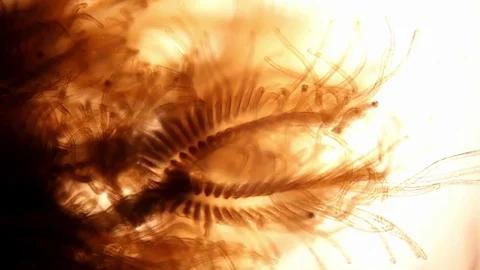 Microscopic time-lapse shot of Cristatella mucedo moss animal polypides moving Stock Footage 70068939
