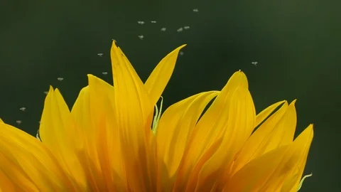 Microscopic tiny bugs fly and hover in the same spot over sunflower's petals Stock Footage 93047512
