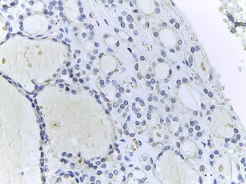 Microscopic Tissue Analysis 写真素材