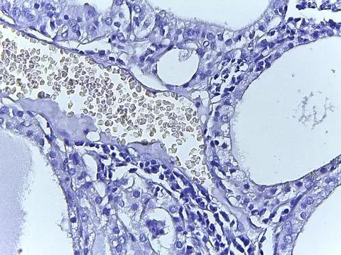 Microscopic Tissue Analysis 스톡 사진