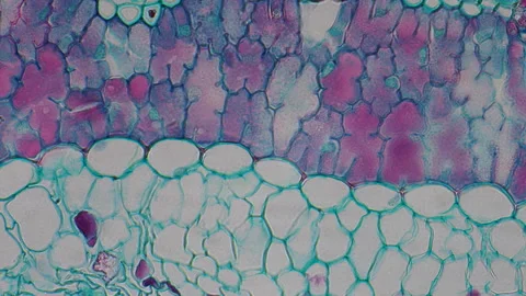 Microscopic Tissue Cells Pine Leaf. Microscopic view of stained pine leaf t.. Vidéo 332814568