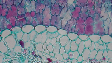 Microscopic Tissue Cells Pine Leaf. Microscopic view of stained pine leaf t.. Stock Footage 332815839
