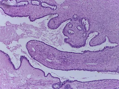 Microscopic Tissue Section Analysis 스톡 사진